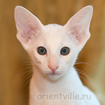 Orientville's Galateya. 2 month