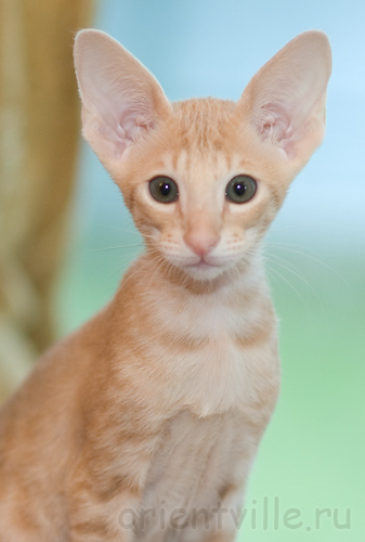 Orientville's Gelsomino