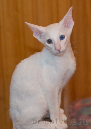 Гена. 2 месяца