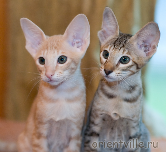 Габи и Крем. 2 месяца