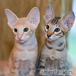 Габи и Крем. 2 месяца