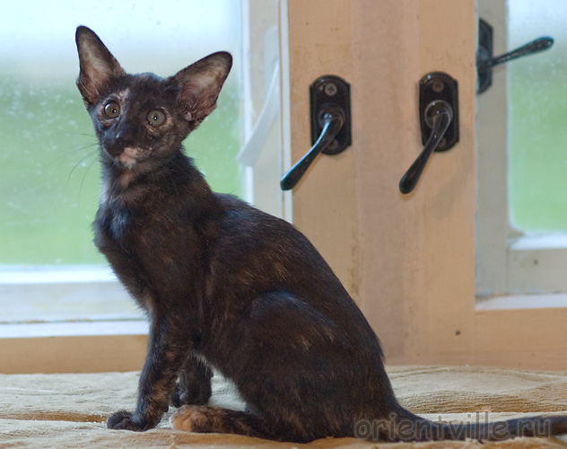 Orientville's Guenhwyvar