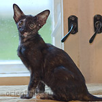 Orientville's Guenhwyvar