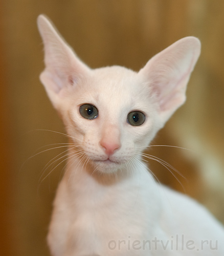 Orientville's Gusteau