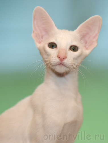 Orientville's Gusteau