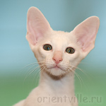 Orientville's Gusteau