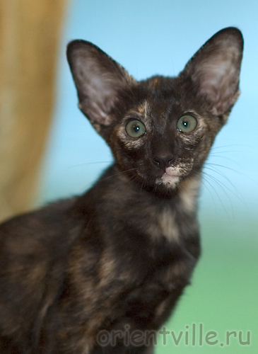 Orientville's Guenhwyvar