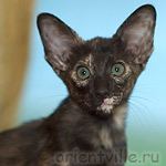 Orientville's Guenhwyvar