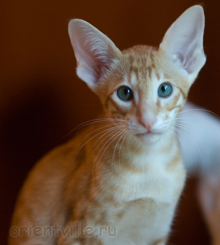 Orientville's Guy Montag