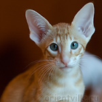 Orientville's Guy Montag