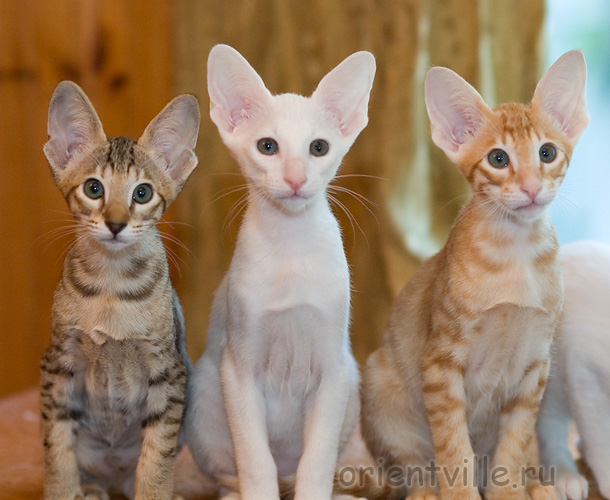 Габи, Гусь, Гай