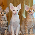 Габи, Гусь и Гай. 2 месяца