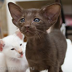 Авроша. Тут что-то интересненькое