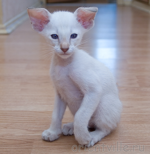 Кеша. Порода: сиамский-вислоухий!