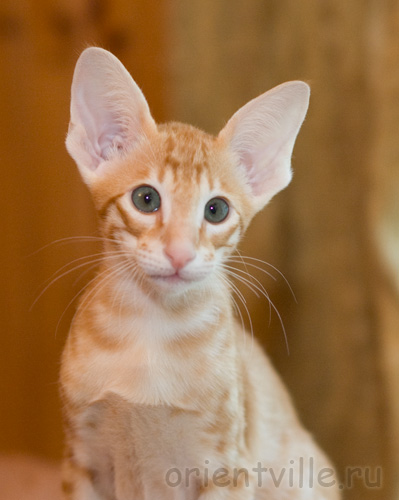 Orientville's Guy Montag