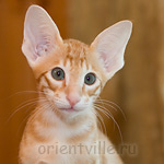 Orientville's Guy Montag