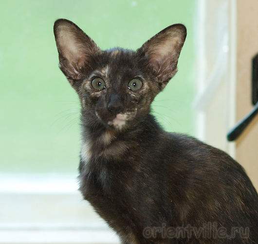 Orientville's Guenhwyvar