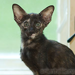 Orientville's Guenhwyvar