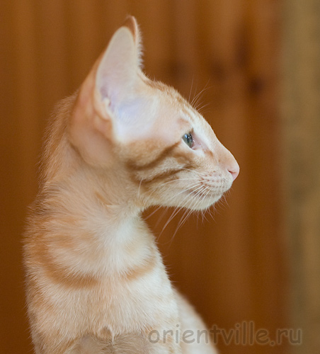 Orientville's Gulliver