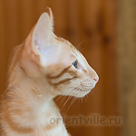 Orientville's Gulliver