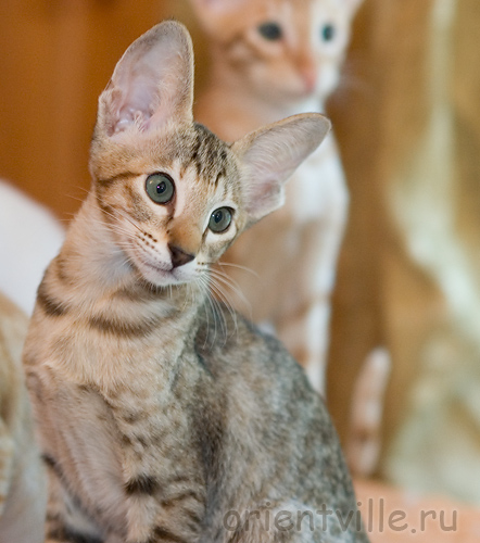 Габи. 2 месяца