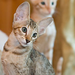 Габи. 2 месяца