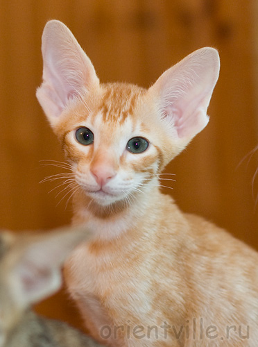 Хвостик, 2 месяца