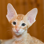 Хвостик, 2 месяца