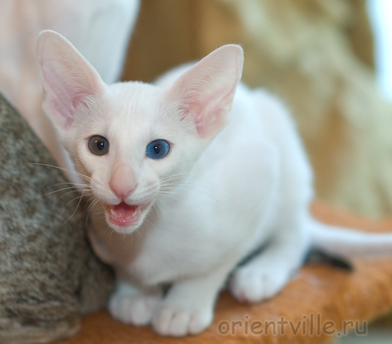 Гена. 2 месяца