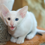 Гена. 2 месяца