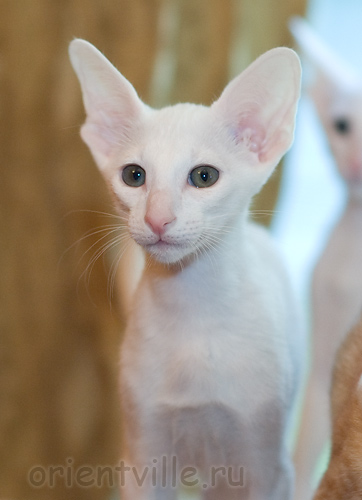 Orientville's Gusteau