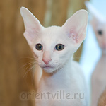 Orientville's Gusteau