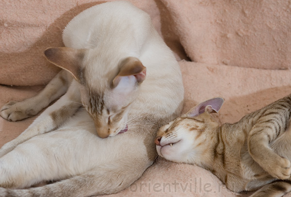 Зимоня и Кешка