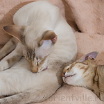 Зимоня и Кешка