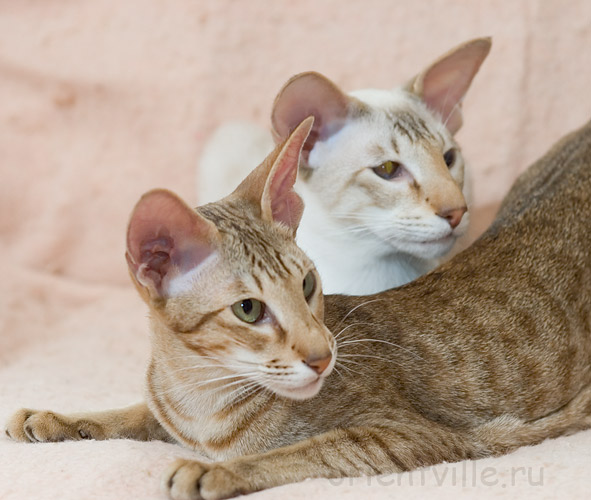 Зима и Кеша