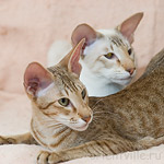 Зима и Кеша