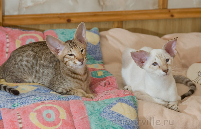 Фродо и Фигаро