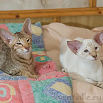 Фродо и Фигаро