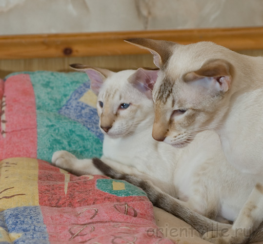 Фродо и Кеша