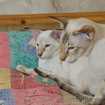 Фродо и Кеша