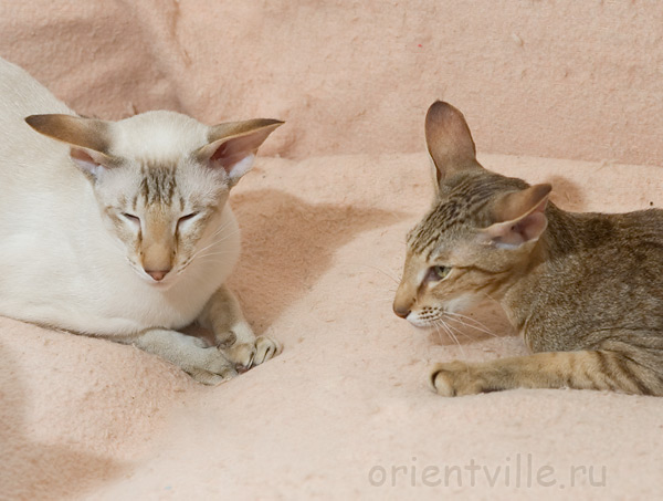 Зима и Кеша