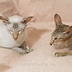 Зима и Кеша