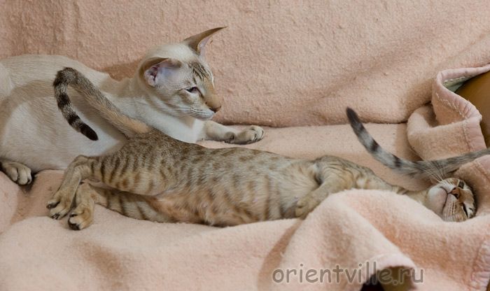 Зима и Кеша. Эдипов комплекс