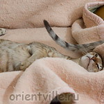 Зима и Кеша. Эдипов комплекс