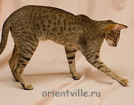 Zima Sueno de Pantera. 9 month