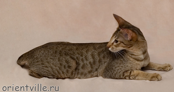 Zima Sueno de Pantera. 9 month