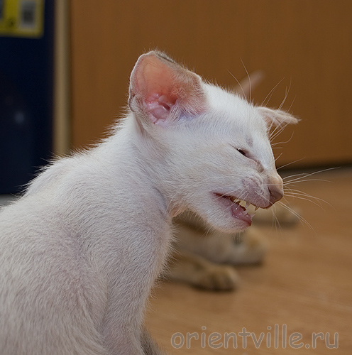 Кеша. Скажи: ФУДЖИ!