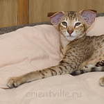 Orientville's Fiona Princess (ORI b 24)