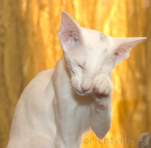 Orientville's Galateya. 3,5 month