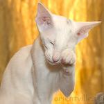 Orientville's Galateya. 3,5 month